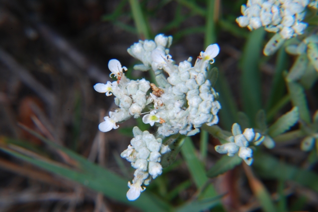 Teucrium capitatum